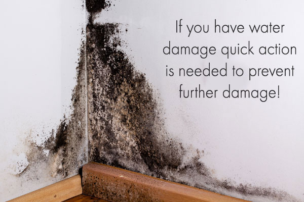 Black mold growth on interior wall and baseboard after water damage